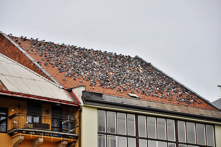 A2B Pest Control are able to install spikes to deter birds from roofs in Brierley Hill. 
