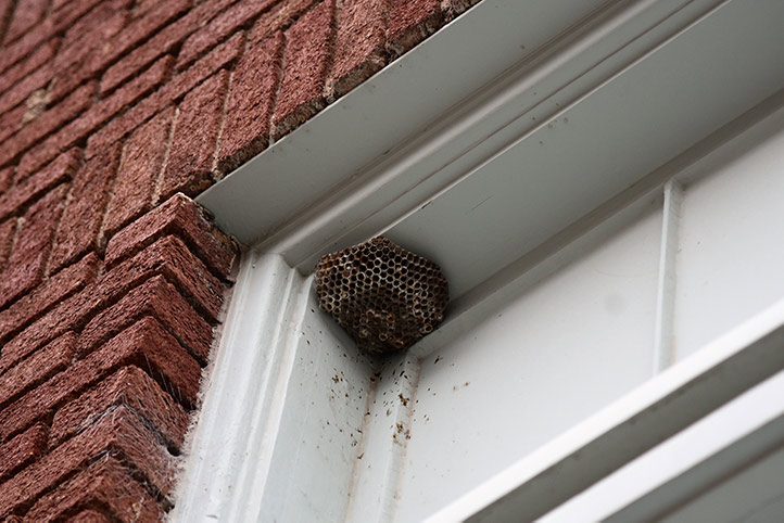 We provide a wasp nest removal service for domestic and commercial properties in Brierley Hill.